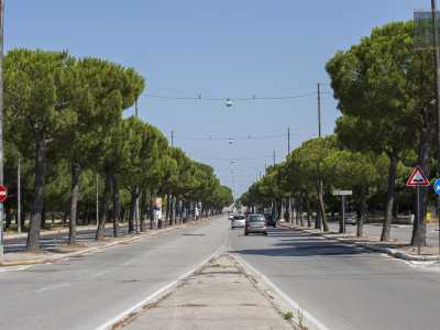 Decidiamo cos� di ritornare al punto di partenza, sulla lunga arteria di via Caldarola, costeggiata da file di pini...